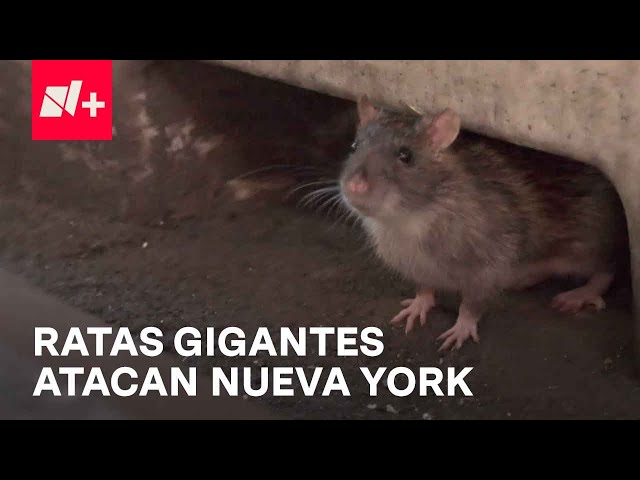 Ratas en Nueva York atacan a peatones para robar comida - En Punto