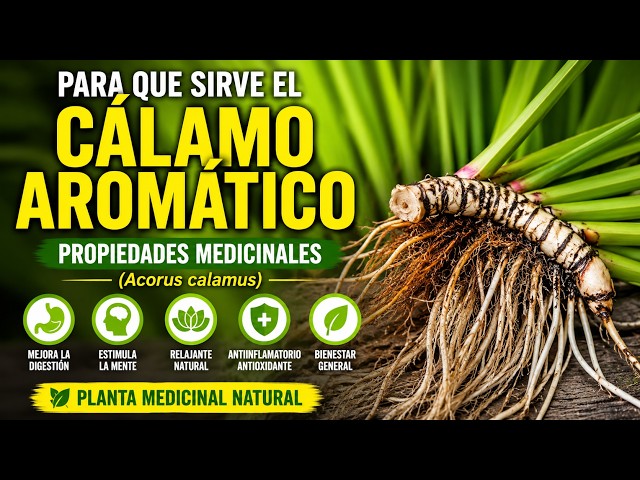 What are the medicinal uses of sweet flag (Acorus calamus)?