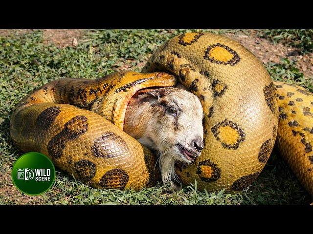 10 Ruthless Python Attacking and Swallowing Prey Caught on Camera | Animal Fights
