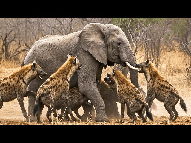 Craziest Hyena Attacks Ever Caught On Camera #NatureDocumentary | Wild Animals #4