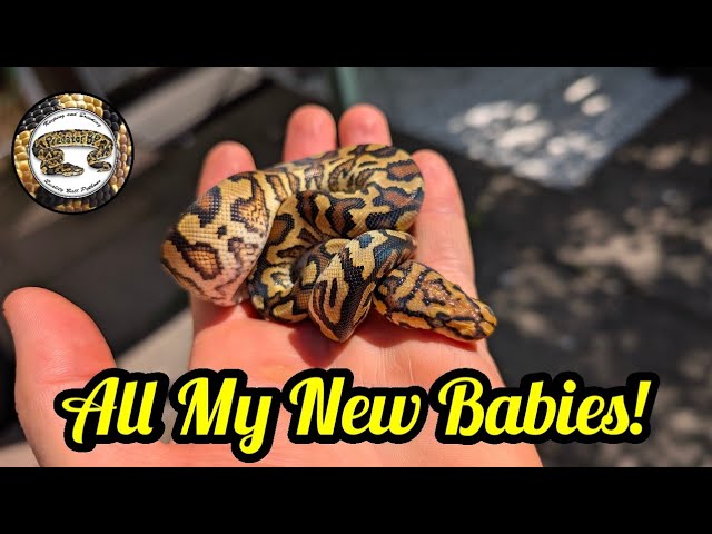 Breeding Ball Pythons. My New Babies 2026!