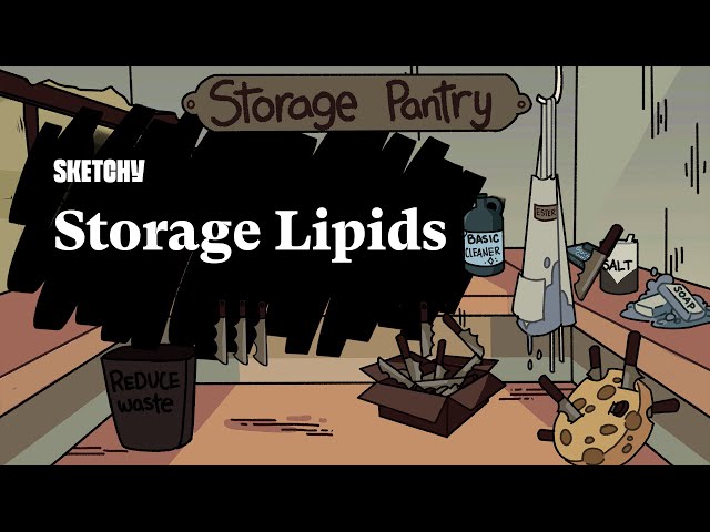 Storage Lipids Overview (Full Lesson) | Sketchy MCAT | Biochemistry