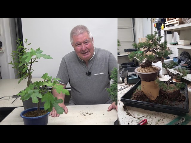 Como Escoger un Pre - Bonsai