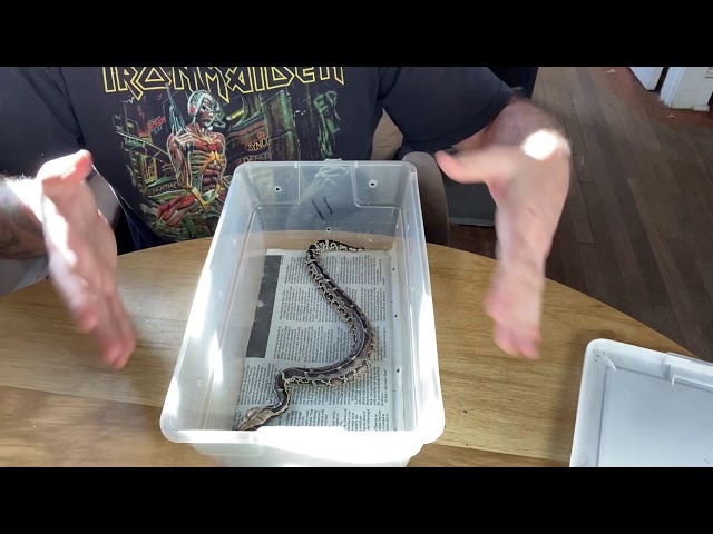 Episode 7: Taming blood and short tail pythons: Building a lasting working relationship