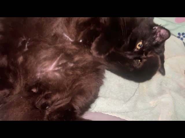Susu-Watari #sleepycat  is #cute #cutecat #aww #cat #voidcat #blackcat Kitty Wakes Up Falls Asleep.