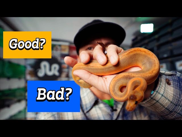 Are Morph Market Auctions WORTH IT??