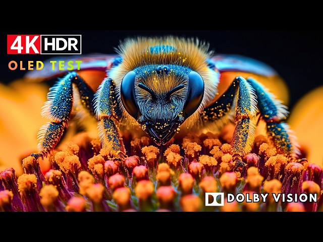 Extreme Color Depth: 4K HDR™ 120fps | OLED Test Demo (8K/4K Video)
