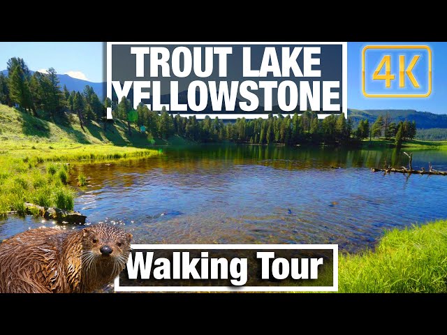4K Yellowstone Walks - Trout Lake Otters and Fish - Yellowstone  - Virtual Walking Trails Treadmill