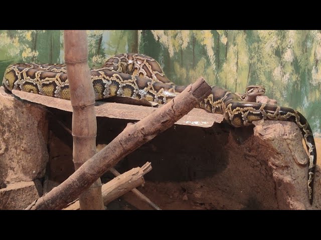 Indian python #bihar   