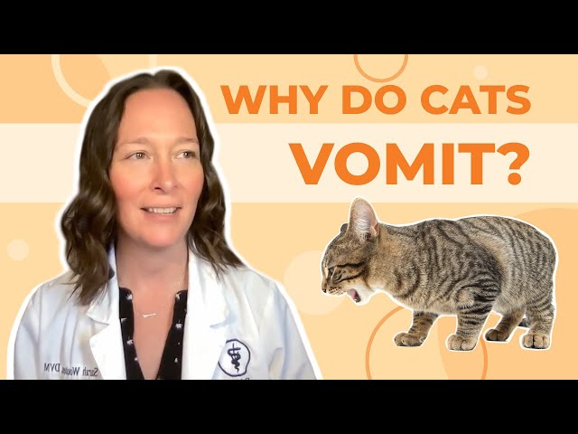 Why Do Cats Vomit? A Vet Explains How to Help