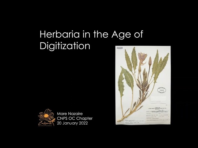Herbaria in the Age of Digitization with Mare Nazaire Ph.D