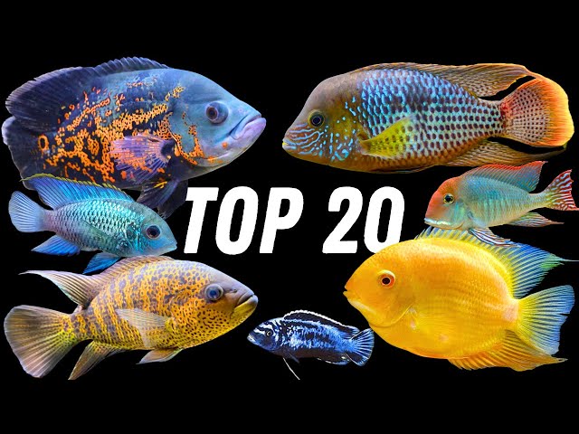 Our Top 20 Favorite Cichlids!