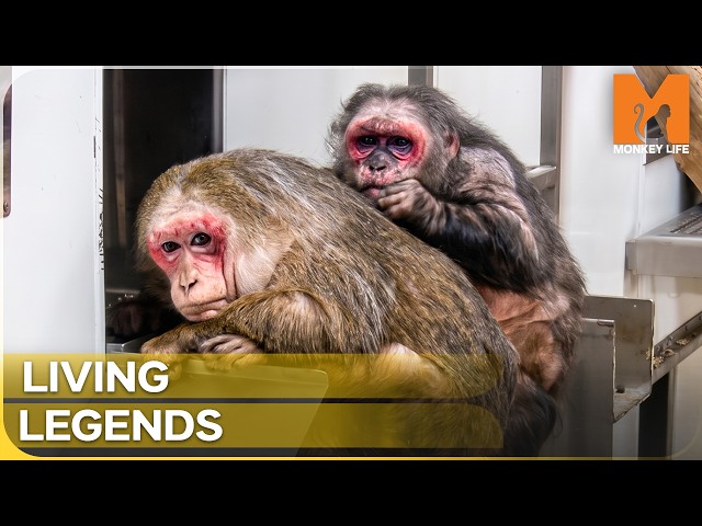 Monkey World's Most Remarkable Survivors | Monkey Life