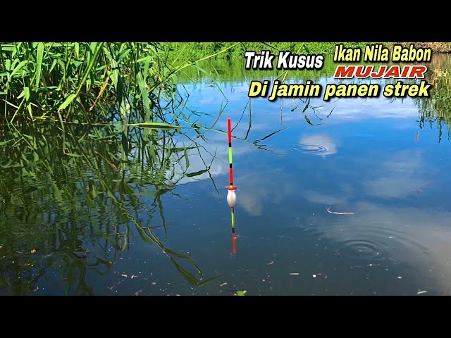 Wild Fishing in the Swamp Catches Many Large Tilapia, Bait Drops and Immediately Grabs
