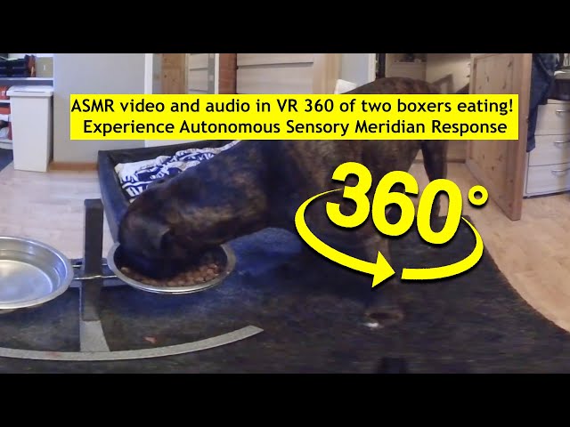 ASMR video and audio in VR 360 of two boxers eating! Experience Autonomous Sensory Meridian Response