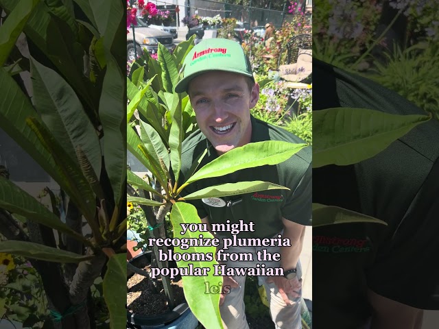 Plumeria Care Tips Every Beginner Needs to Know!