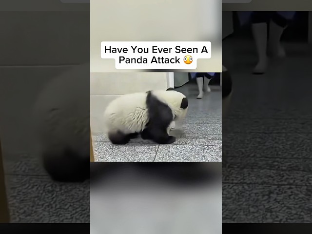 ¿Alguna vez has visto a un panda atacar? 🤯