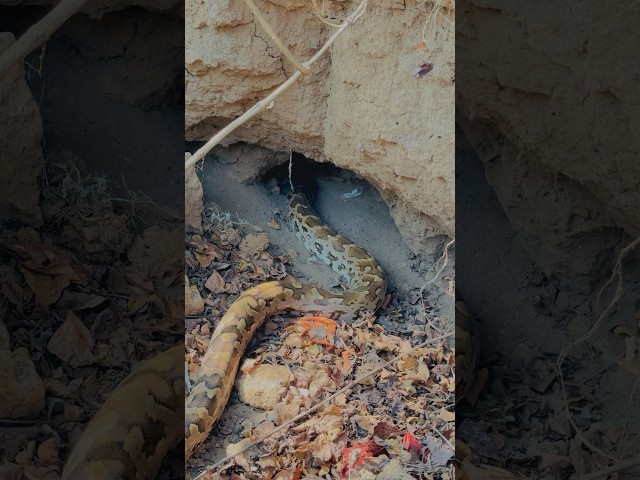 Big python snake verry cute snake