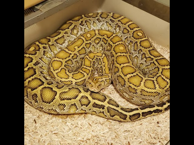 Why I feel Burmese Pythons Can Make Good First Pet Snakes