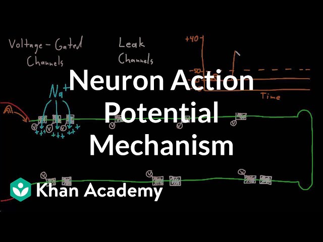 Neuron action potential mechanism | Nervous system physiology | NCLEX-RN | Khan Academy