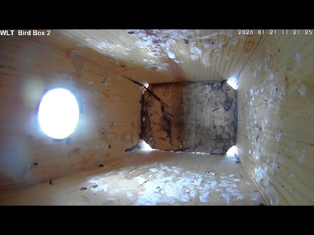 WLT Bird Box 2