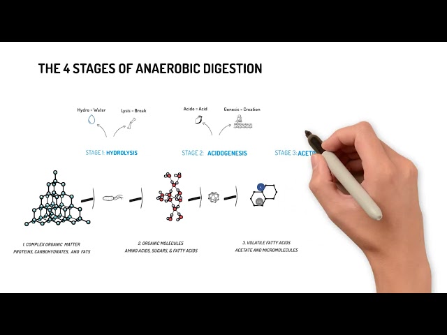 1.5 Four Stages of Anaerobic Digestion