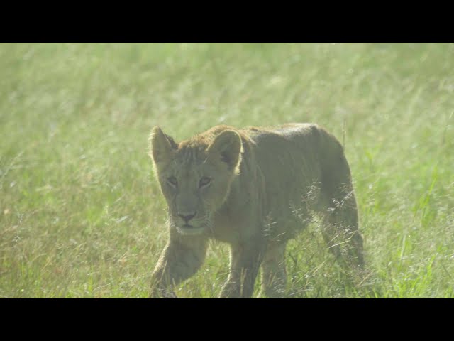 Immerse Yourself in Nature: Offbeat Mara Safari Camp