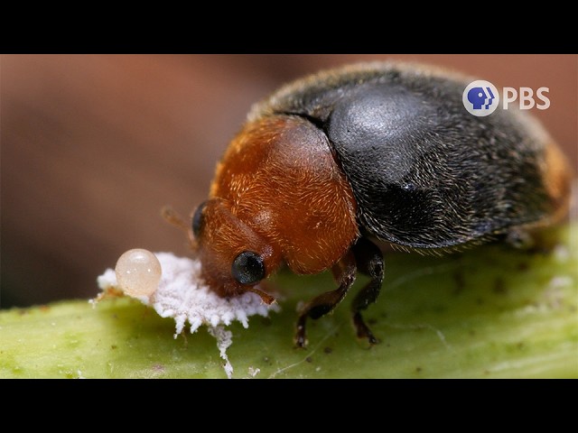 Save The Grapes! Enter The Mealybug Destroyer! | Deep Look