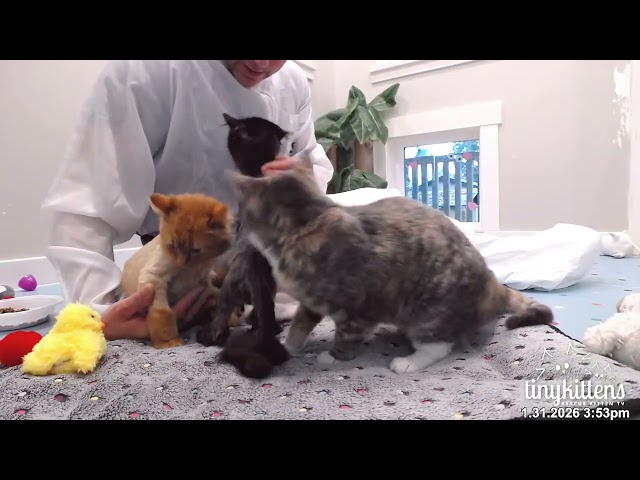 Firefighter gets purr therapy from kittens