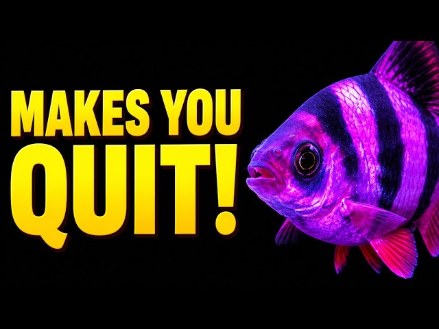 5 Aquarium Fish That Make Beginners QUIT