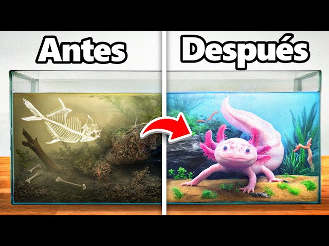Transformé un Hogar de Ajolote Abandonado