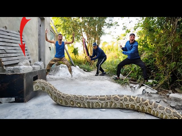 Brave Expert Rescues Young Man From Giant Pythons And 100 Dragon Snakes