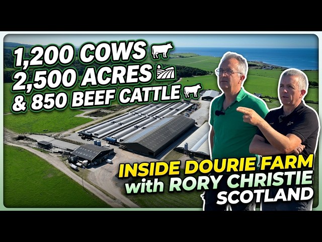 1,200 Cows, 2,500 Acres & 850 Beef Cattle | Inside Dourie Farming LTD with Rory Christie Scotland