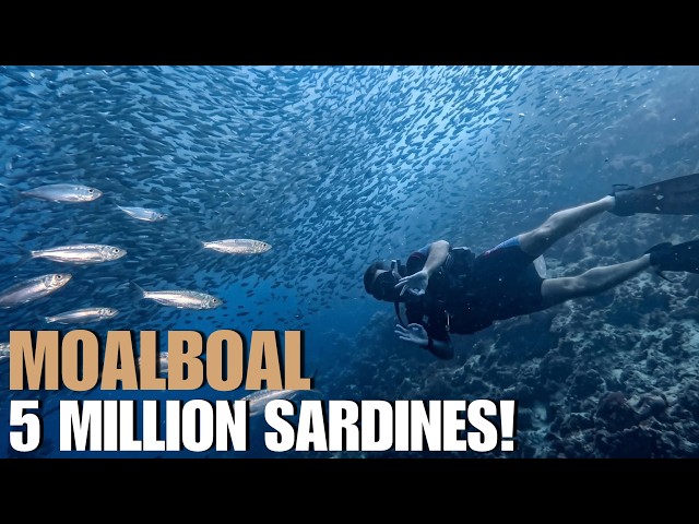 What Scuba Diving Moalboal, Philippines ACTUALLY Looks Like