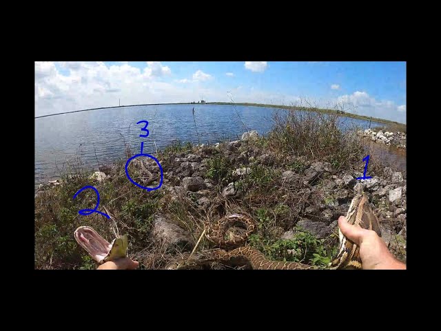 Lots of Pythons! 3 In One Spot! - Python Hunting in the Florida Everglades - Episode 4