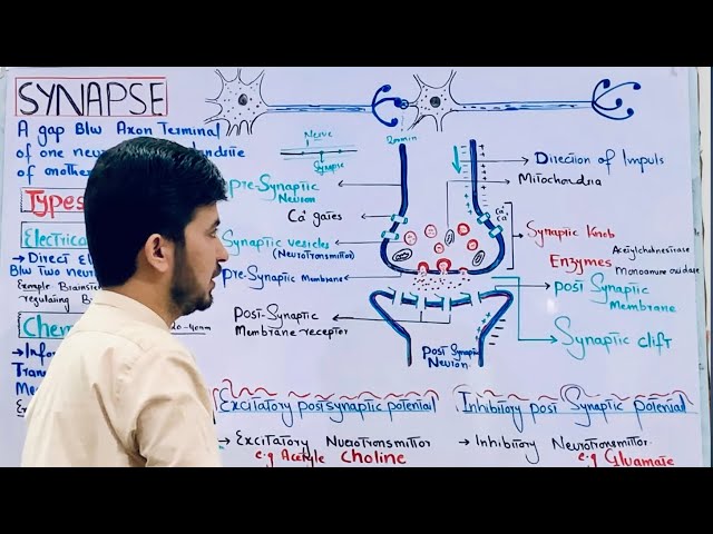 Synapse and its types class 12| Chemical synapse and electrical synapse| Neurotransmitters| MDCAT