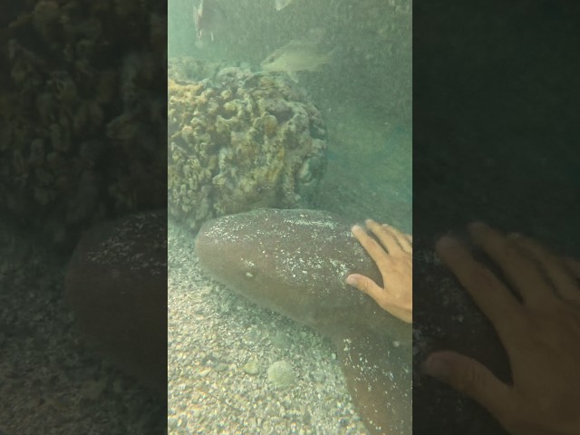 Petting Nurse Sharks