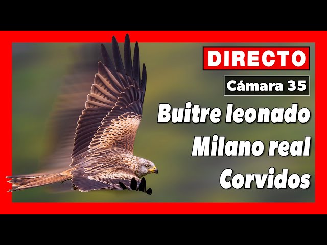 Comedero de aves necrófagas 🔴 DIRECTO (Cámara 35 | Badajoz) Valencia del Mombuey