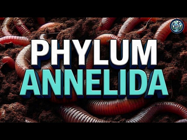 Phylum Annelida - Annelids/Segmented Worms