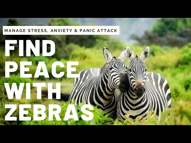 Relaxing Zebra Video For Anxiety, Stress, Panic Attack, Depression | Soothing Music for Sleep, Yoga