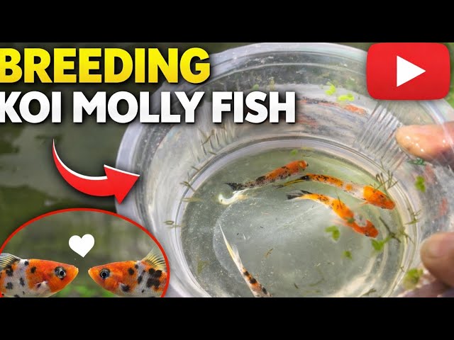 Koi molly fish breeding || How to breed molly fish|| Molly fish breeding pond|| molly breeding tank 