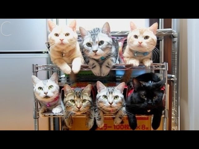 Get Ready for the Most Dramatic Cat Moments of 2026!