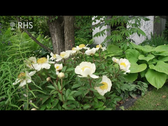 How to create a shade garden | Take Home Chelsea | The RHS
