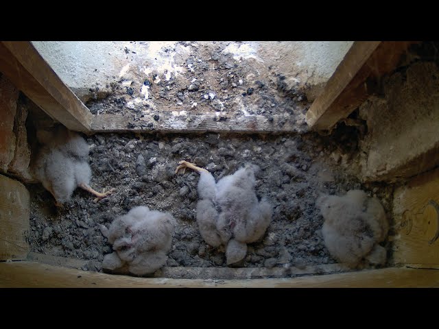 Kestrel breeding sesaon 2025