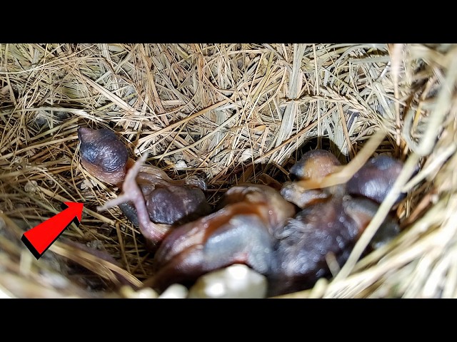 Zebra Finch Bird Babies Waiting for Mom