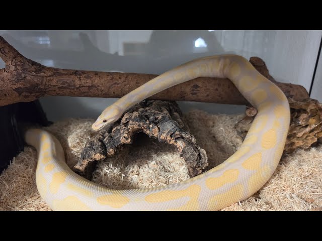 Meet Bee 🐝🐍