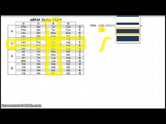 Reading a Codon Chart