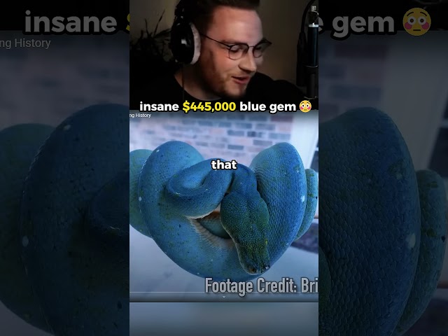 this snake costs $445,000 😳