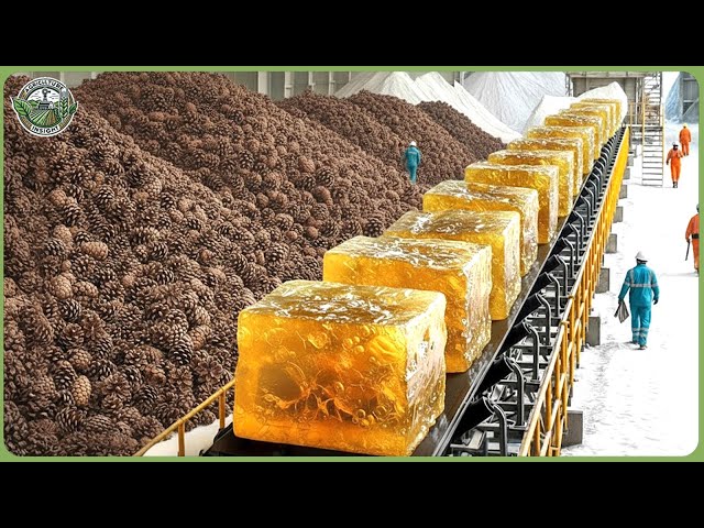 Inside a Massive Modern Pine Processing Factory — Resin, Pine Nuts & Tree Harvesting