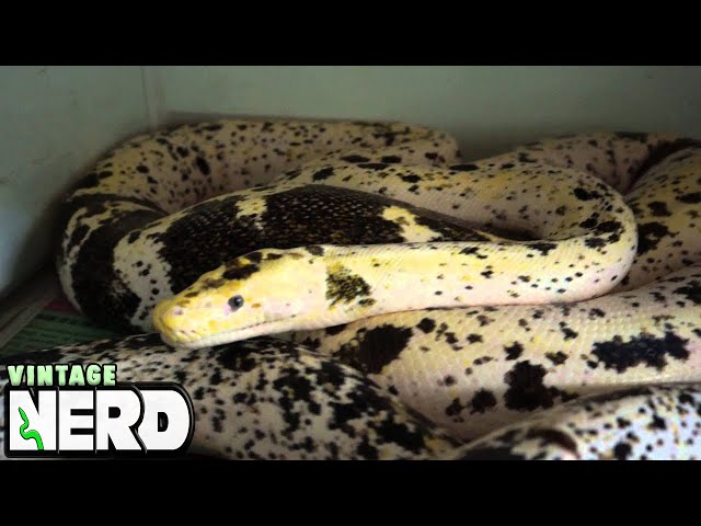 Cow Retic Mania 2015